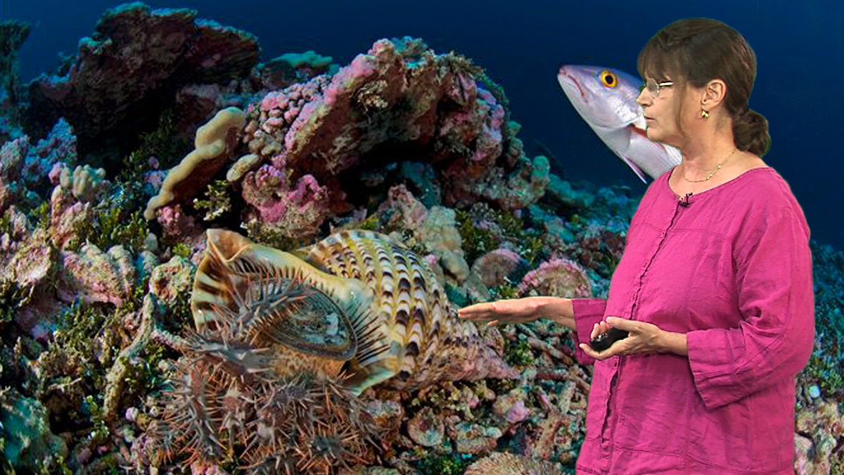 Sharing corals for science  Smithsonian National Museum of Natural History