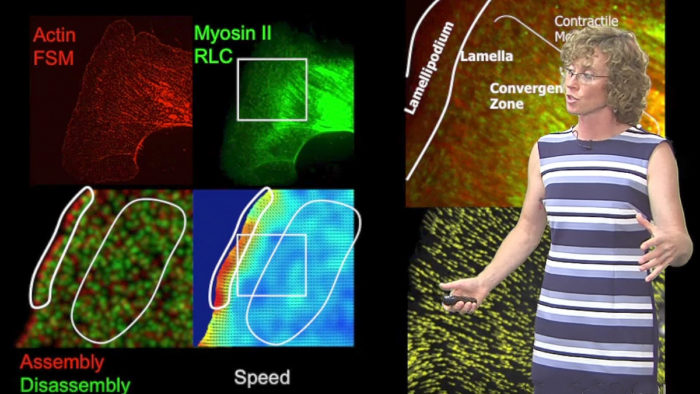 Microscopy: Quantitative Analysis of Speckle Microscopy: Clare Waterman