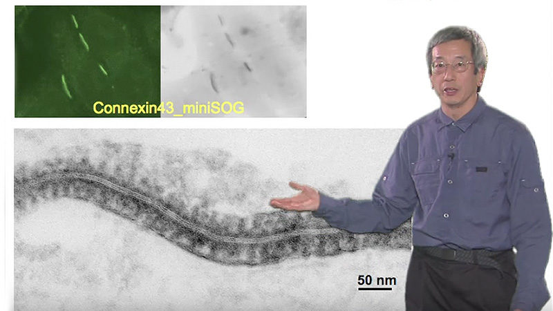 Correlating Fluorescence With Electron Microscopy Roger Tsien