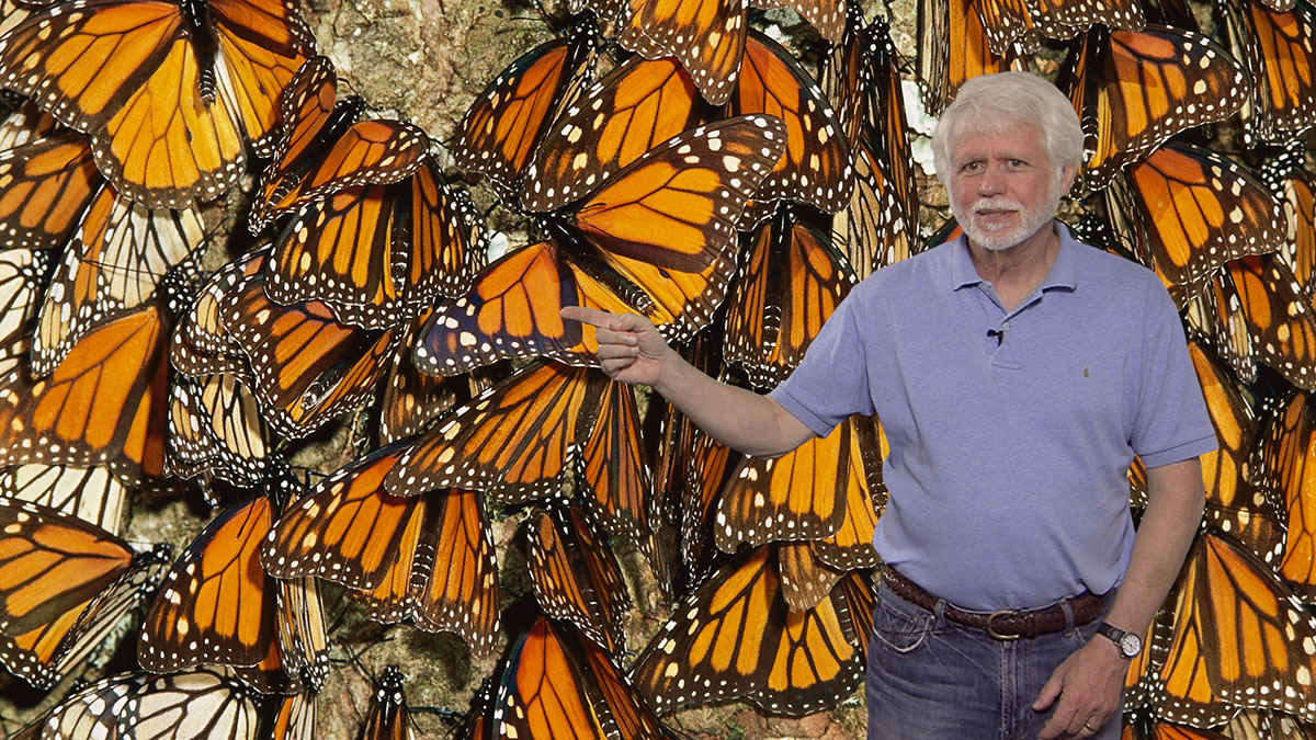 migration of monarch butterflies