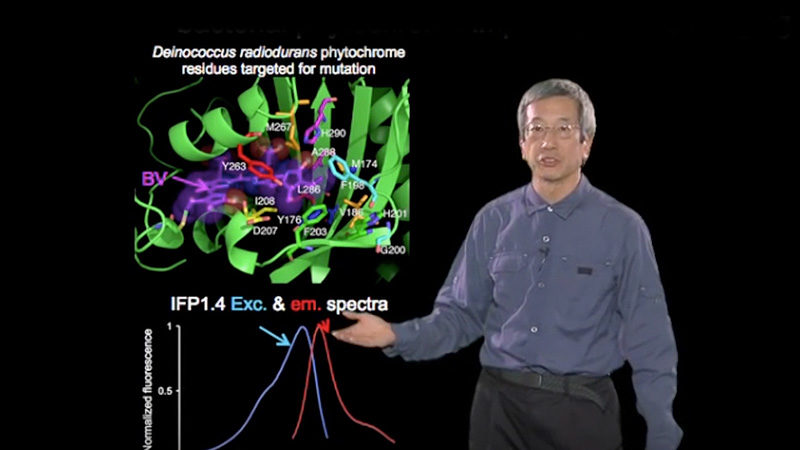 Microscopy: Fluorescent Proteins (Roger Tsien)